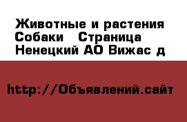 Животные и растения Собаки - Страница 10 . Ненецкий АО,Вижас д.